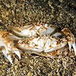 Polybius marmoreus